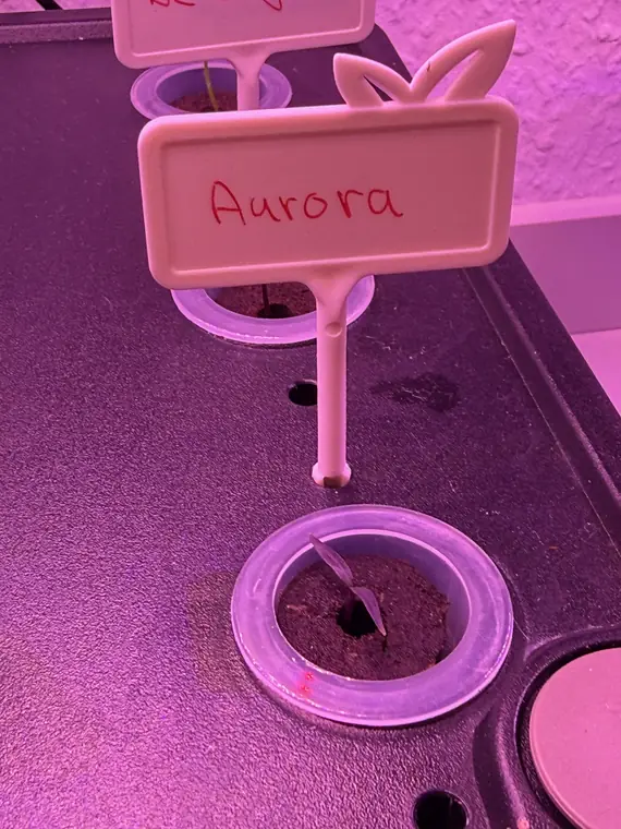 Aurora