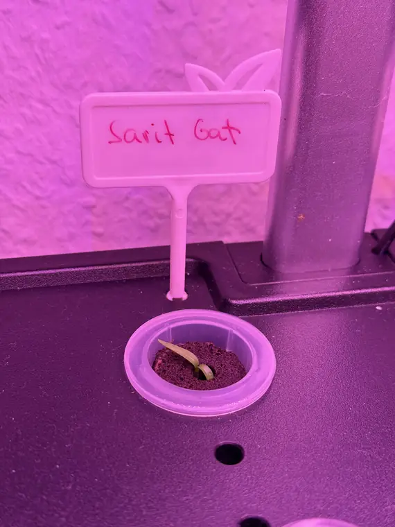 Sarit Gat