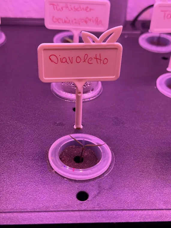 Diavoletto