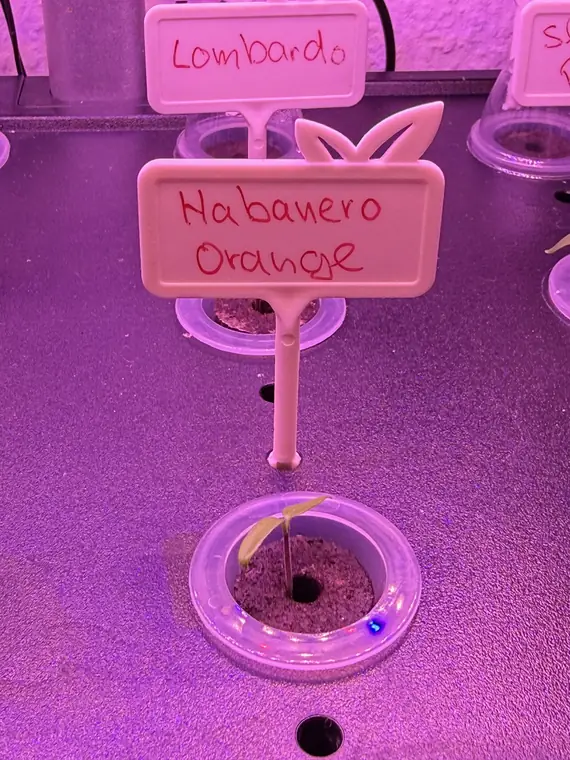 Habanero Orange