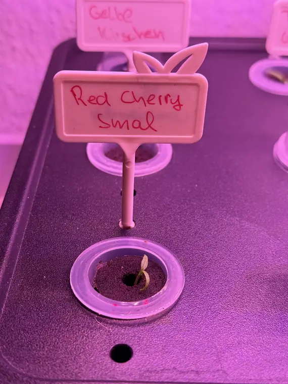 Red Cherry Small