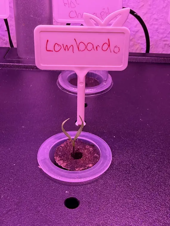 Lombardo