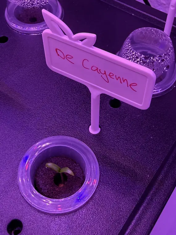 De Cayenne