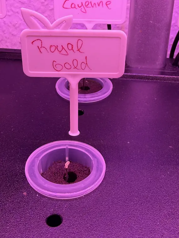 Royal Gold