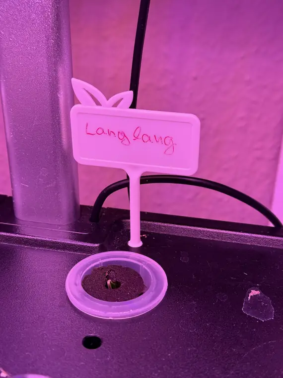 Langlang