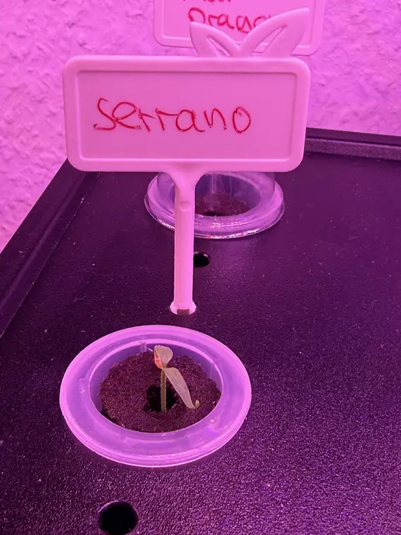 Serrano