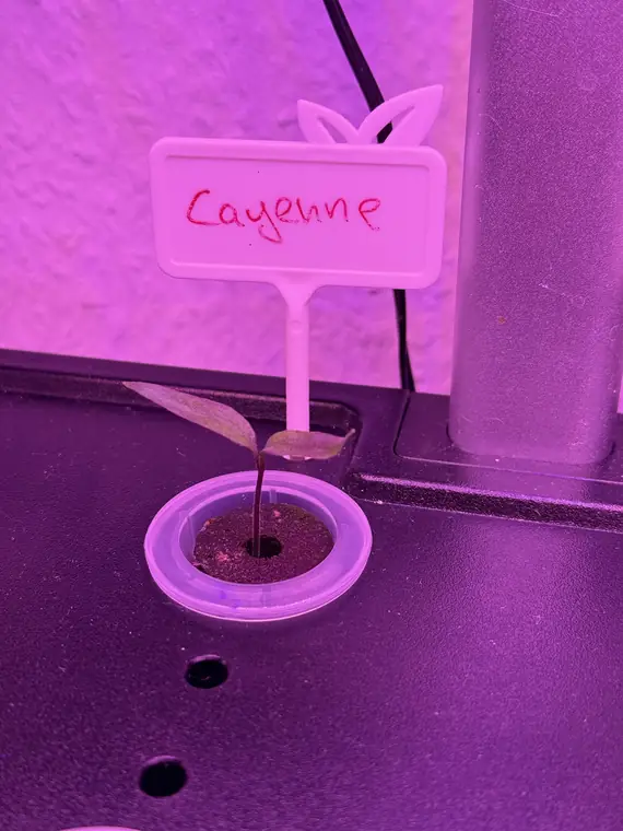 Cayenne