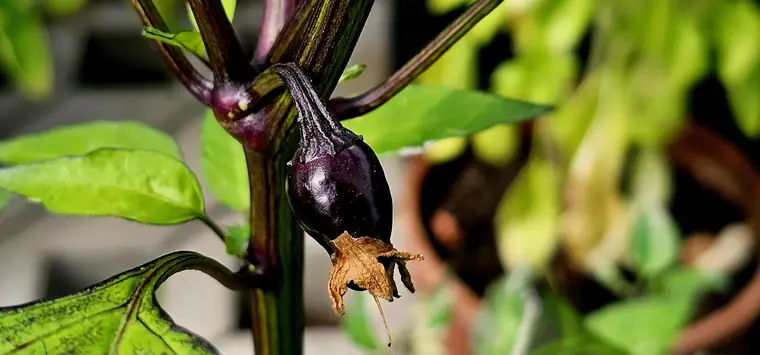 Eine junge Frucht, noch mit der vertrockneten Blüte an der Spitze