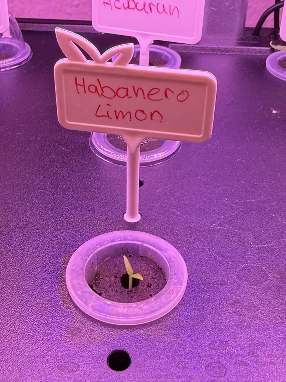 Habanero Limon: Der junge Sämling kurz nach dem Keimen in der Anzuchtstation