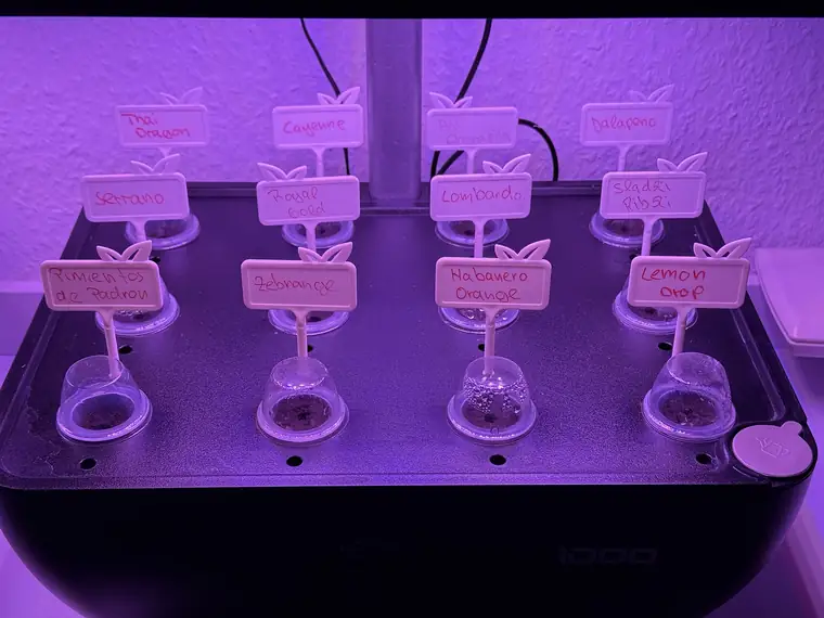 Station 2 mit Thai Dragon, Cayenne, Jalapeño, Habanero Orange, Lemon Drop und weiteren Sorten