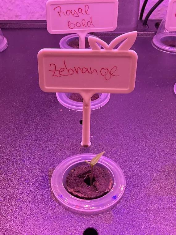 Zebrange
