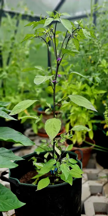 Schlank und hoch gewachsen mit den ersten Blüten