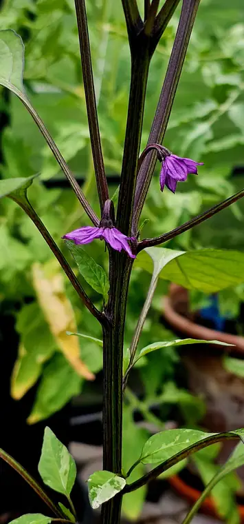Violette Blüten am dunkel gestreiften Stängel