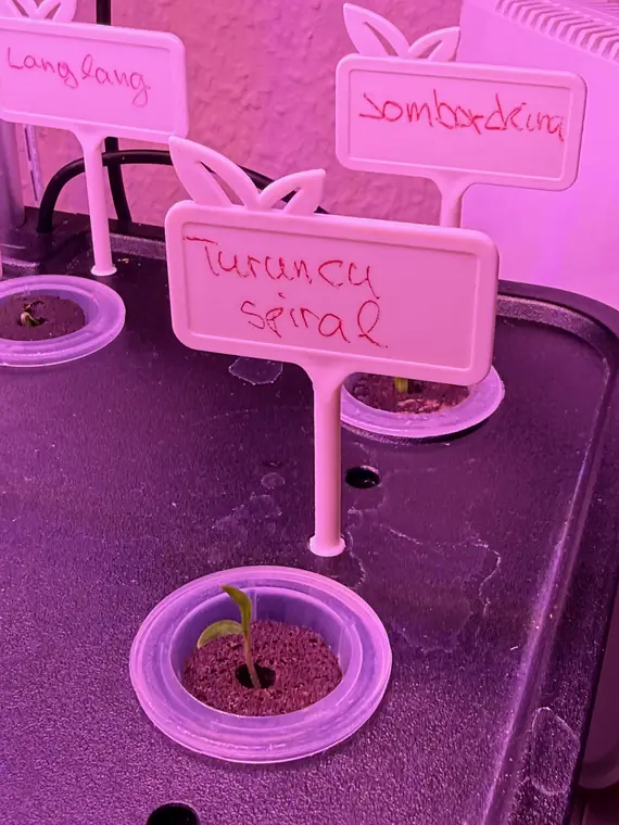 Turuncu Spiral