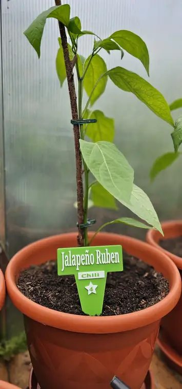 Jalapeño Ruben